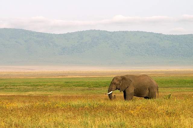 Elefante paesaggio Tanzania