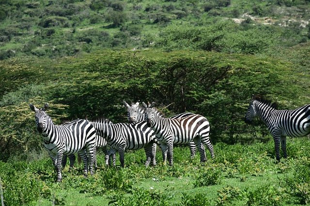 Safari in Tanzania: quali animali si possono ammirare?